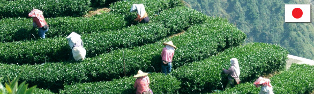 Plukkers aan het werk op een theeplantage in Japan